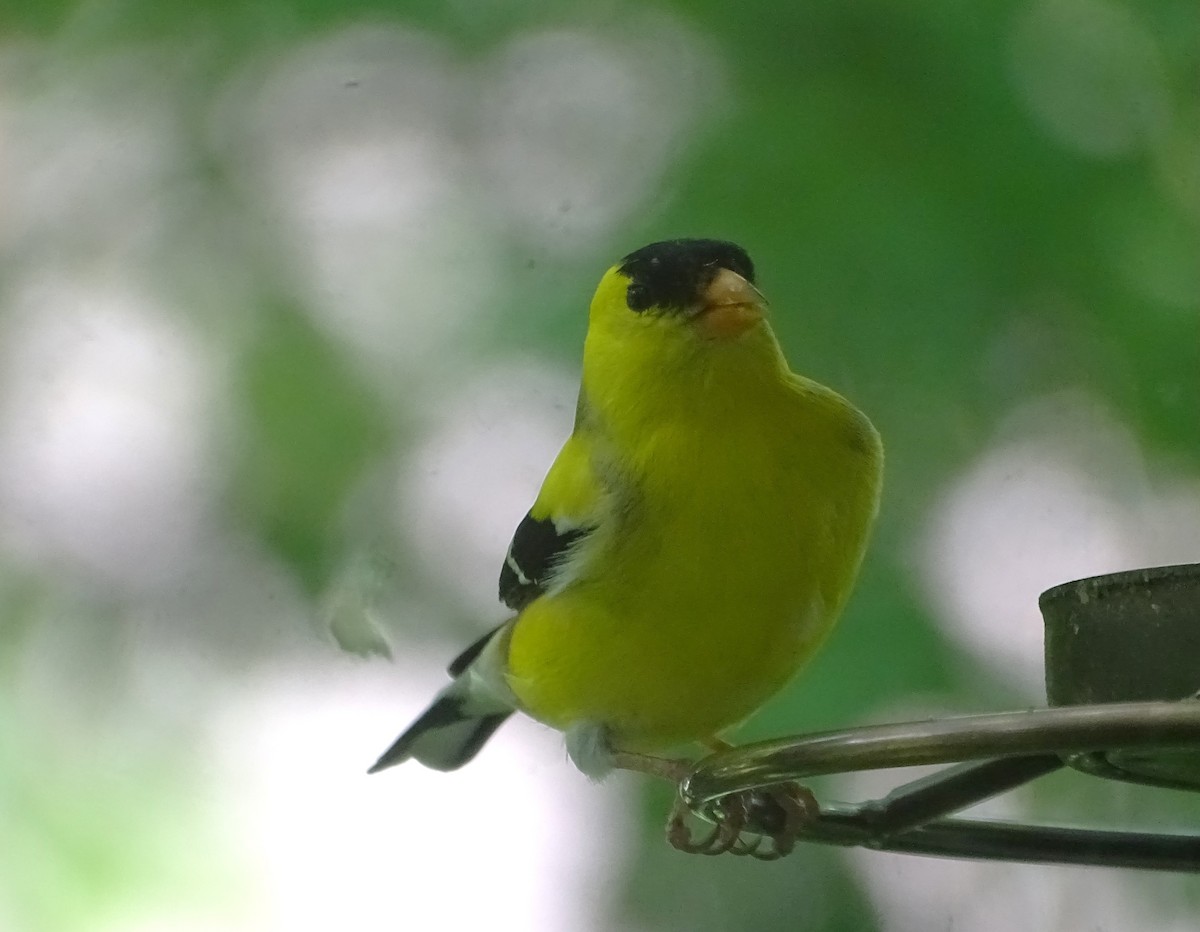 American Goldfinch - Su Snyder