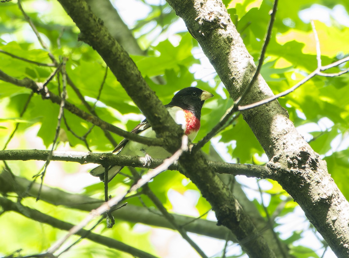 Rose-breasted Grosbeak - ML618928638