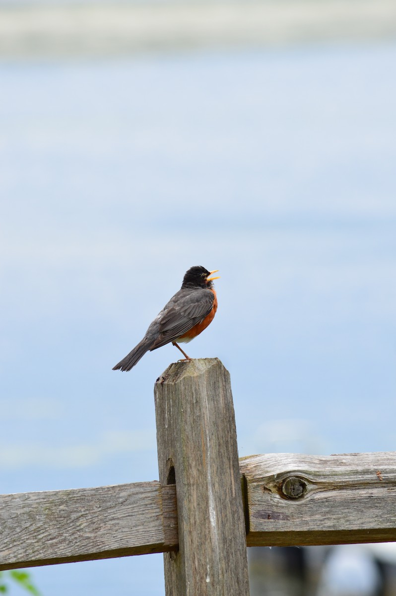 American Robin - Justin Hageman