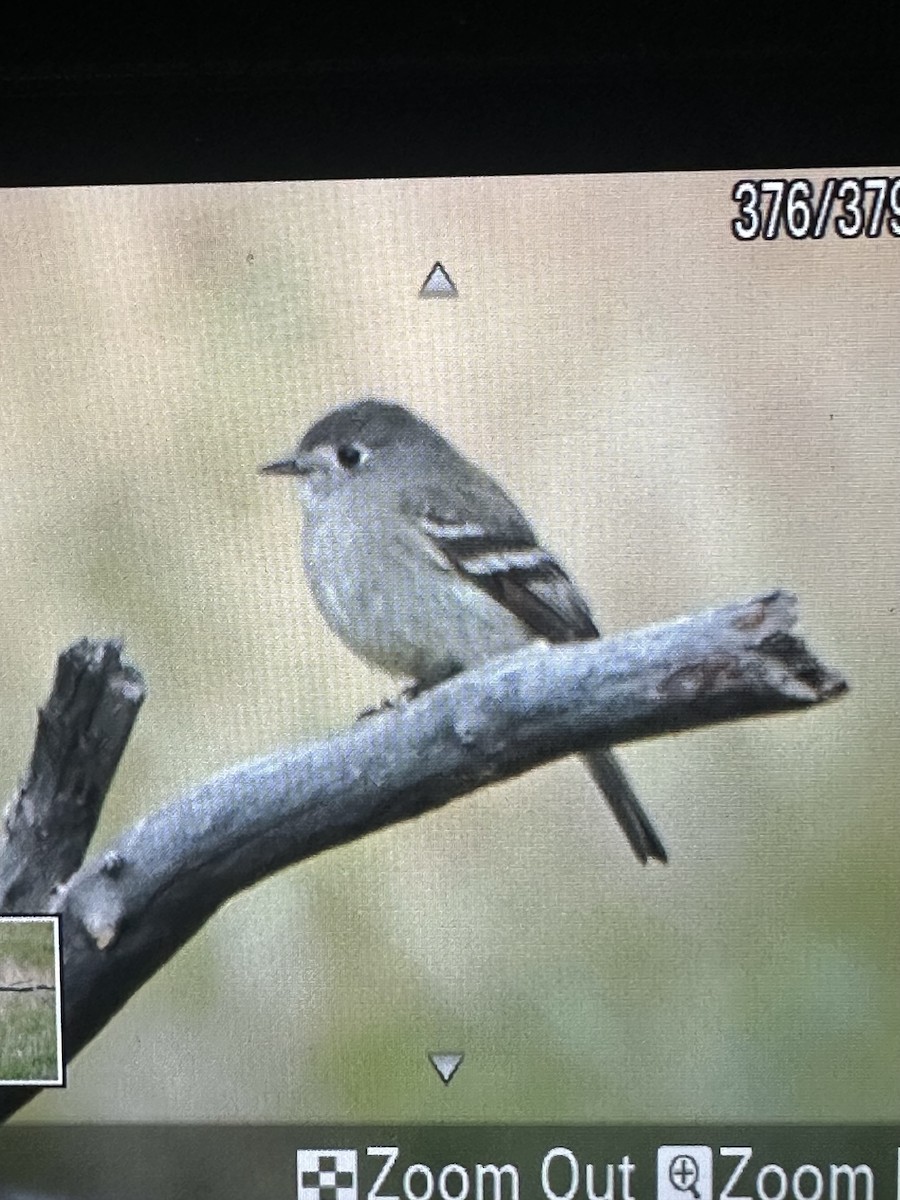 Dusky Flycatcher - Gak Stonn