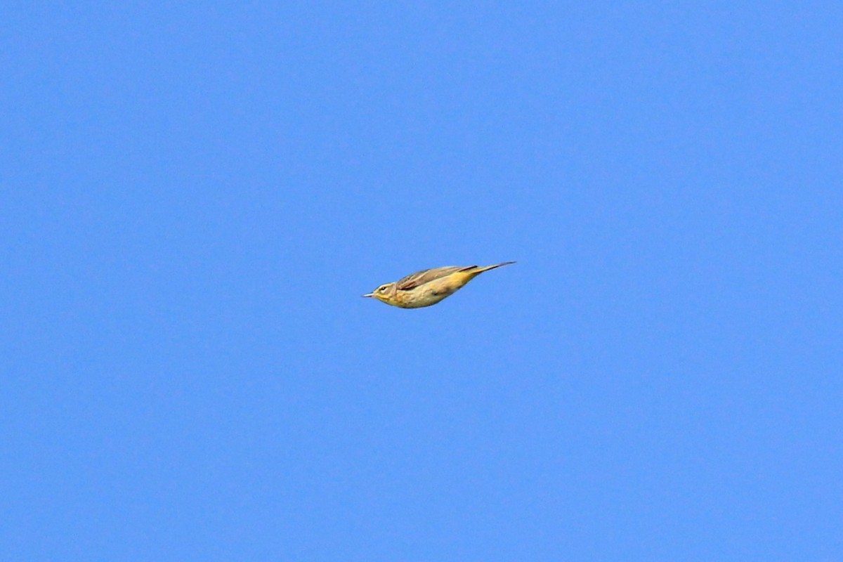 Palm Warbler (Western) - Quinten Wiegersma