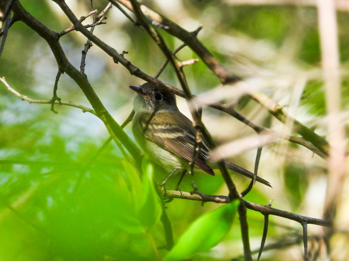 Least Flycatcher - ML618928660