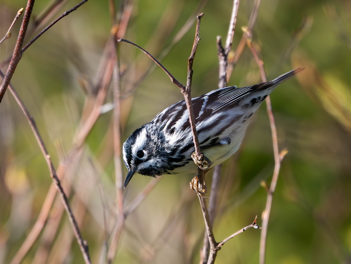 Black-and-white Warbler - Natalie Barkhouse-Bishop