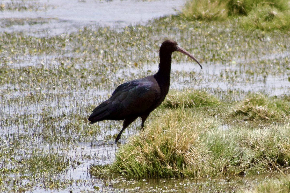 ibis andský - ML618928672