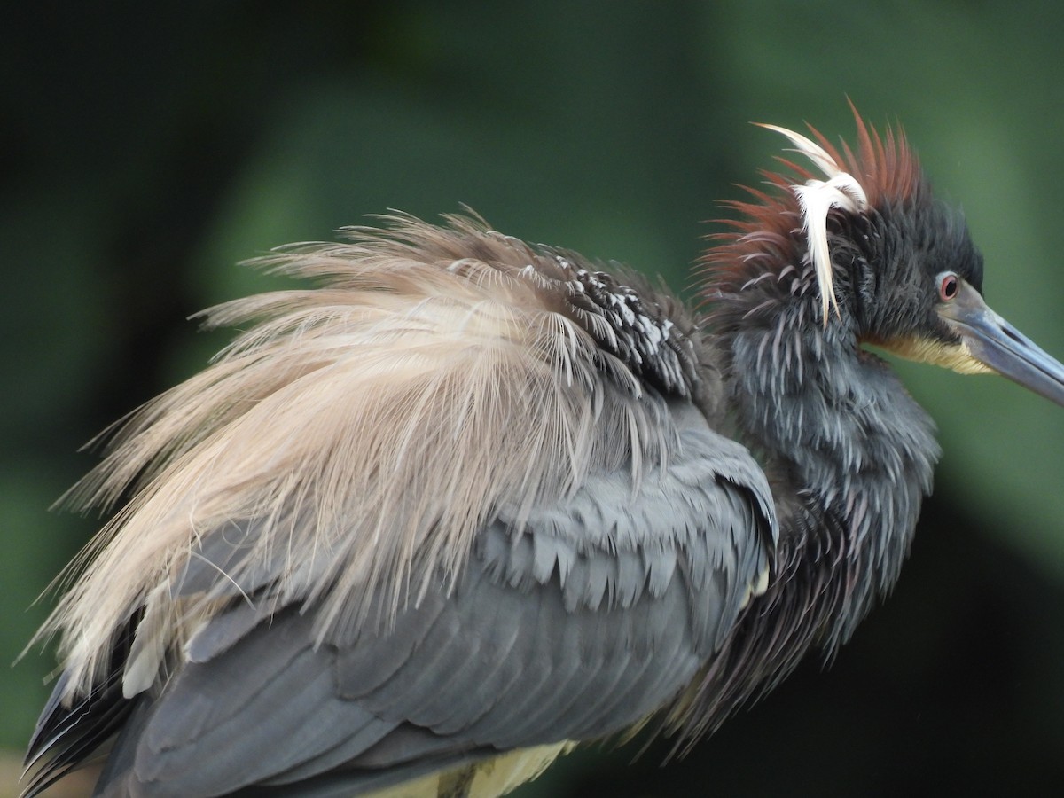 Tricolored Heron - Carlos Barreda Cárdenas