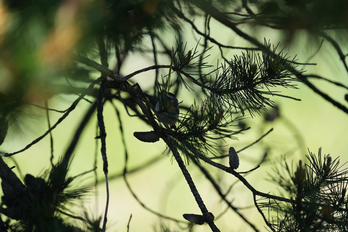 Golden-crowned Kinglet - ML618928686