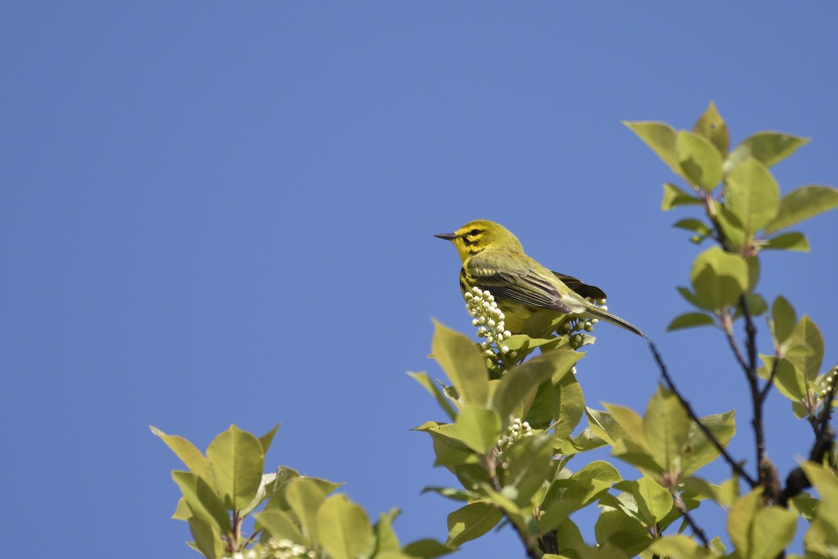 Prairie Warbler - Darren Dewitt