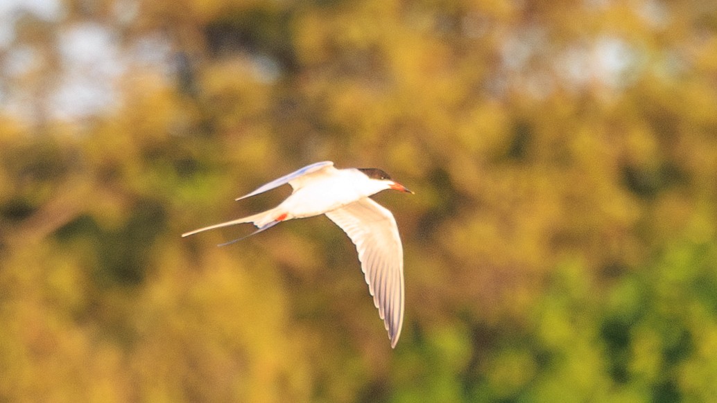 Forster's Tern - ML618928695