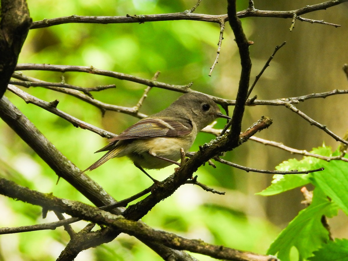 Ruby-crowned Kinglet - ML618928701