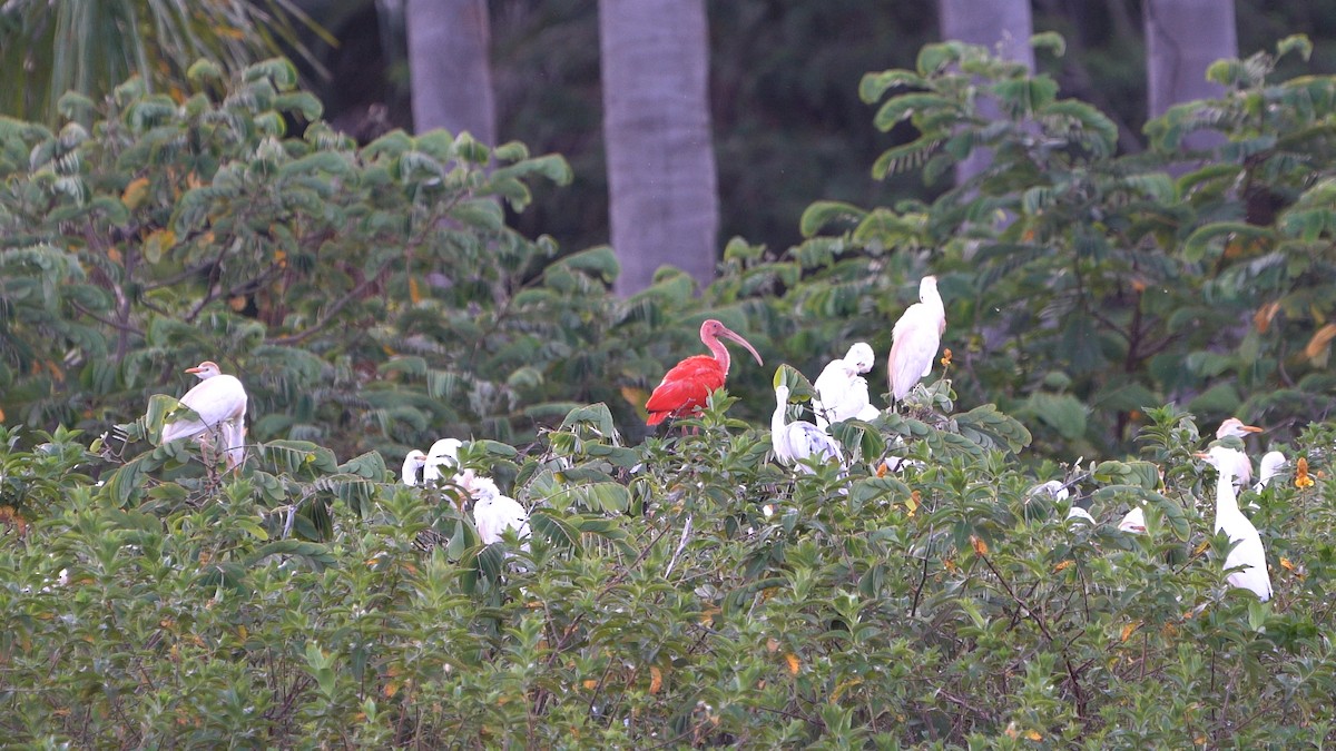 Scarlet Ibis - ML618928717