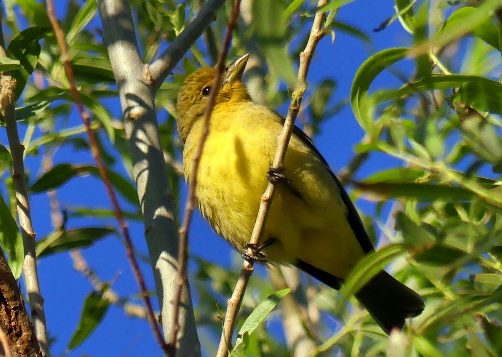 Western Tanager - Femi Faminu