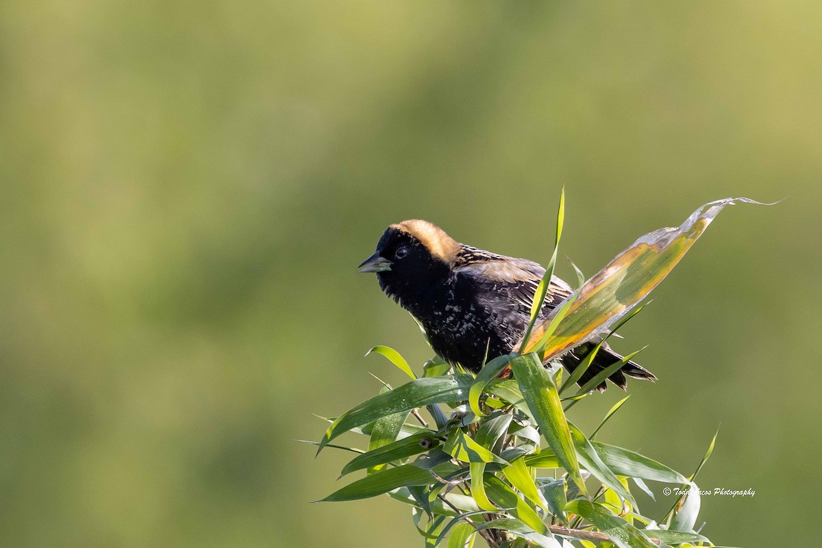 bobolink - ML618928721