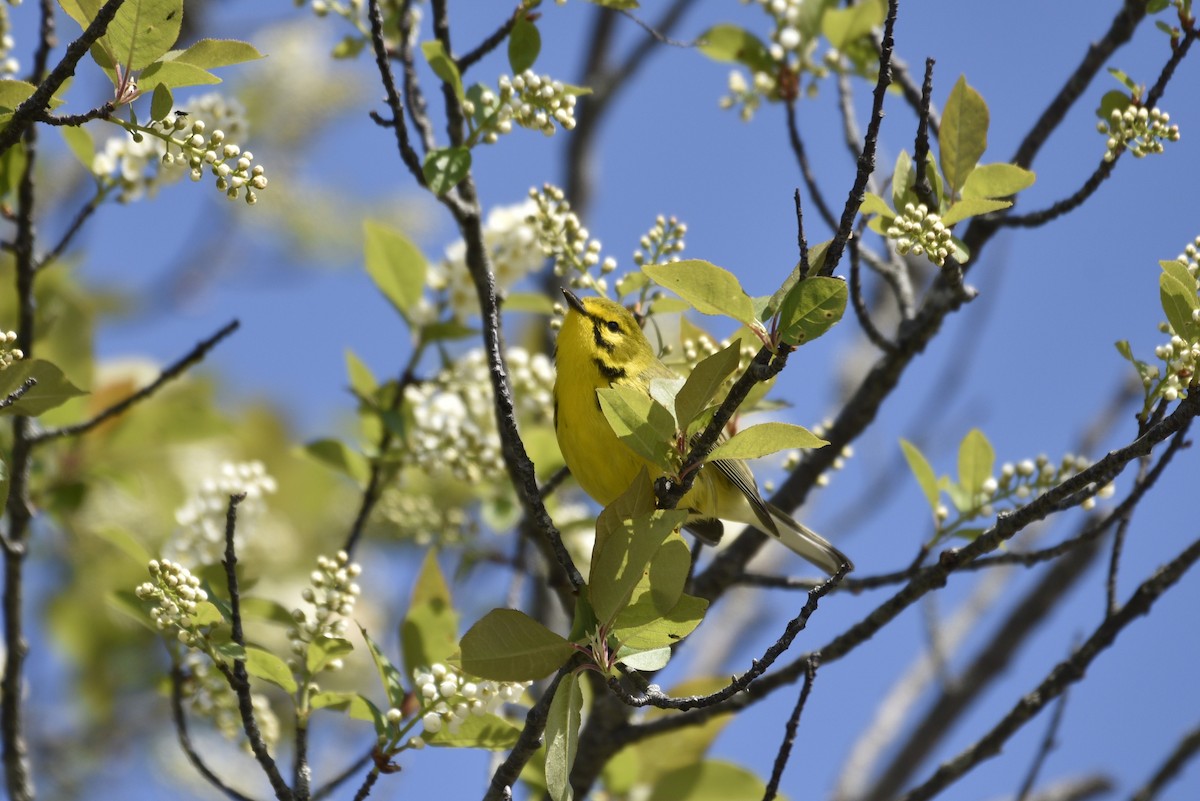 Prairie Warbler - ML618928725