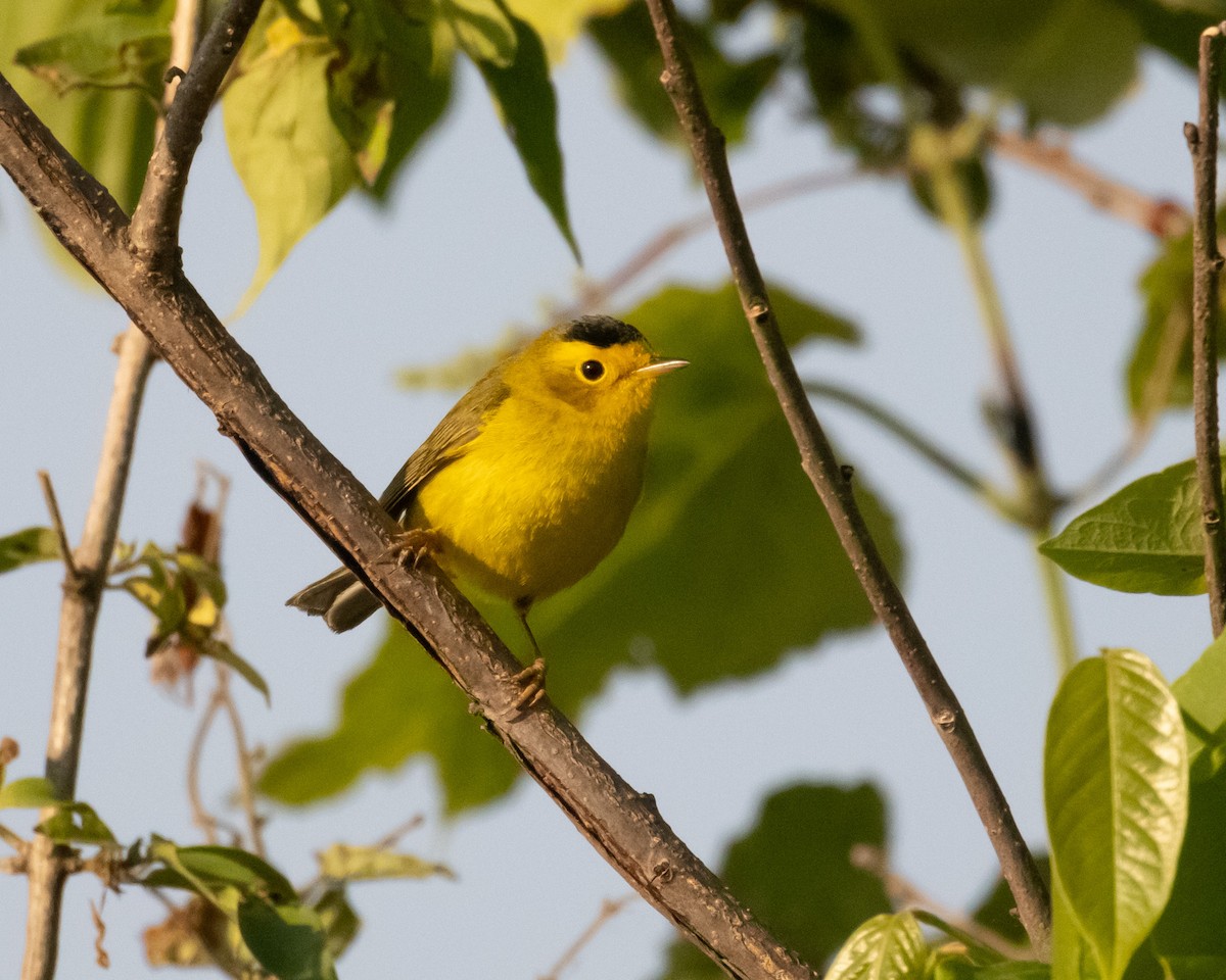 Wilson's Warbler - Evan Speck