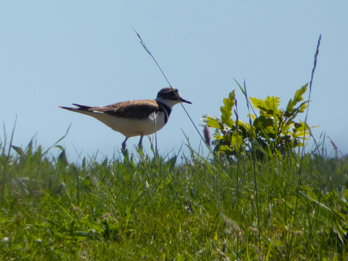 Killdeer - ML618928732