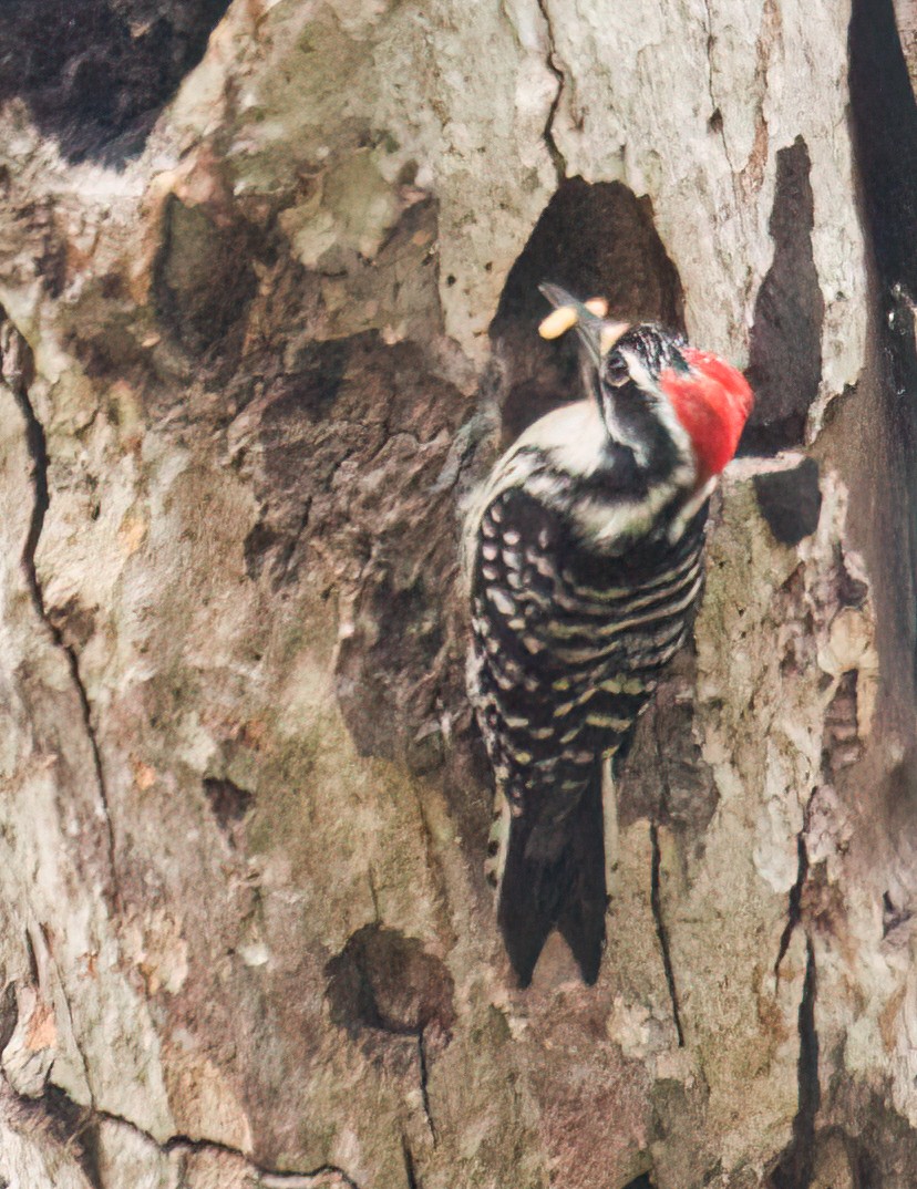 Nuttall's Woodpecker - Cindy Croissant
