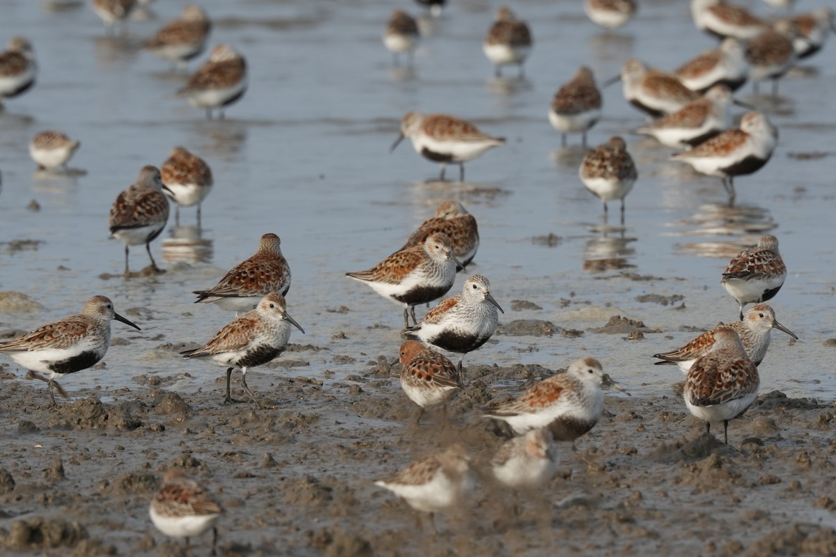 Dunlin - ML618928743