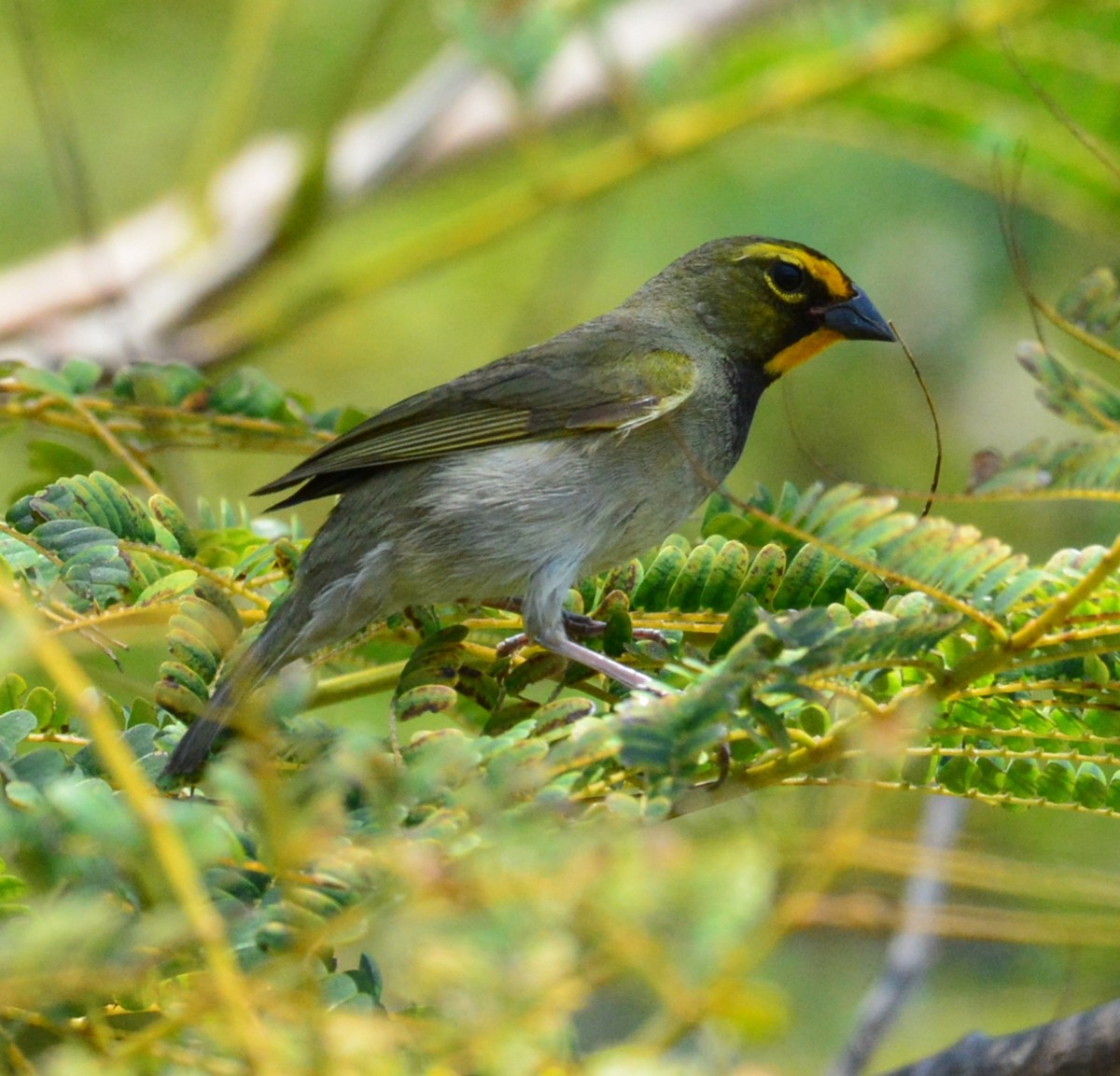 Yellow-faced Grassquit - Wency Rosales