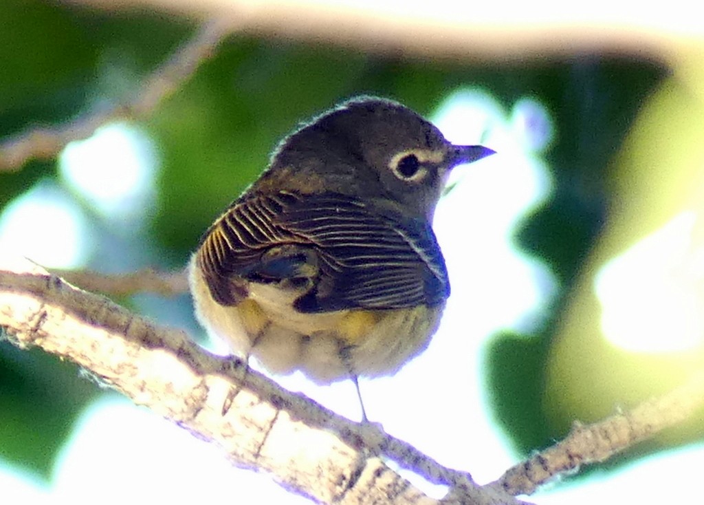 Cassin's Vireo - Femi Faminu