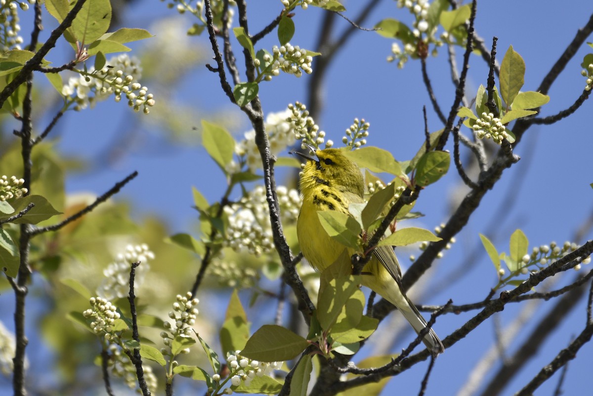 Prairie Warbler - ML618928768