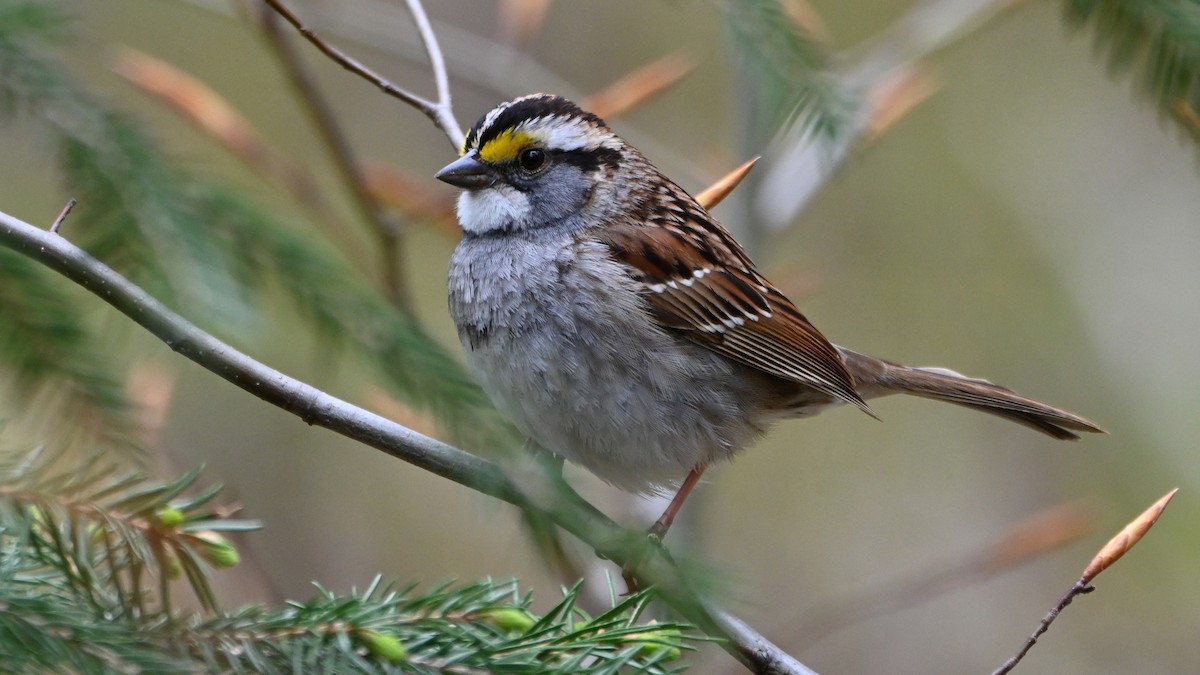 White-throated Sparrow - Henry Trombley