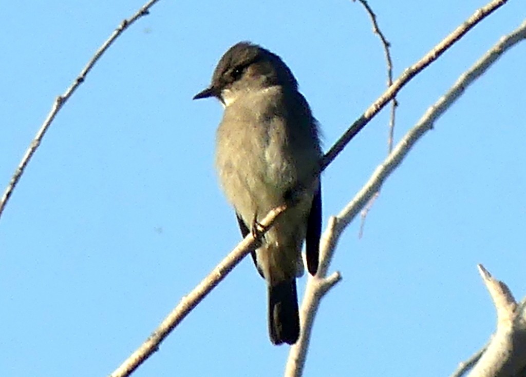 Western Wood-Pewee - Femi Faminu