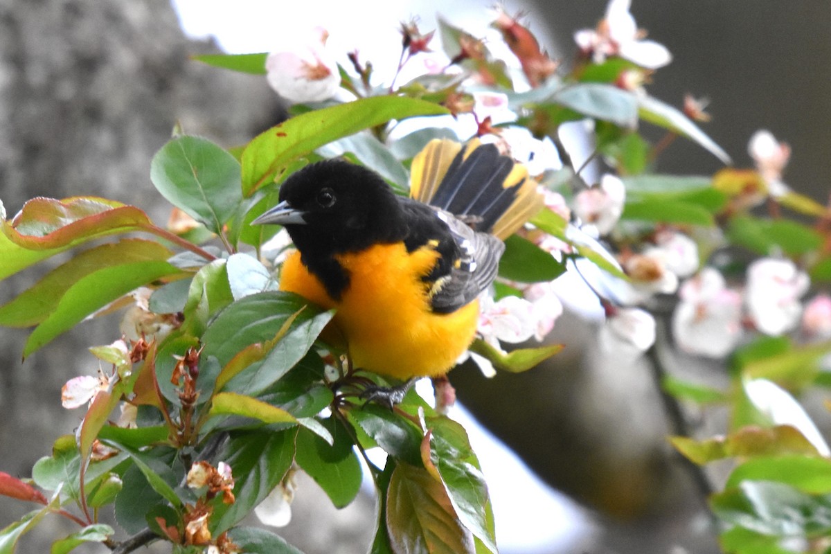 Baltimore Oriole - Maria Bloom