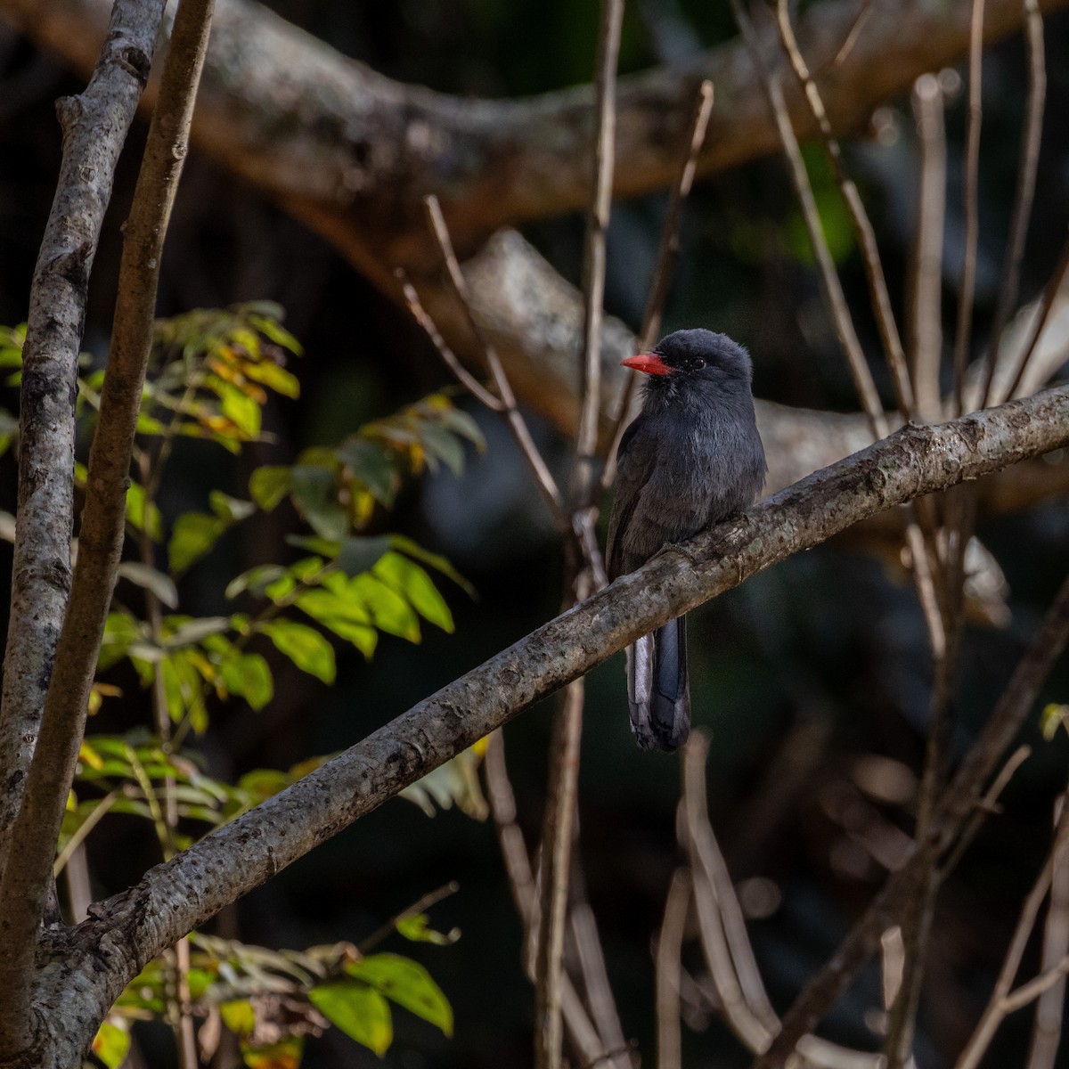 Black-fronted Nunbird - Valéria Boldrin Silva