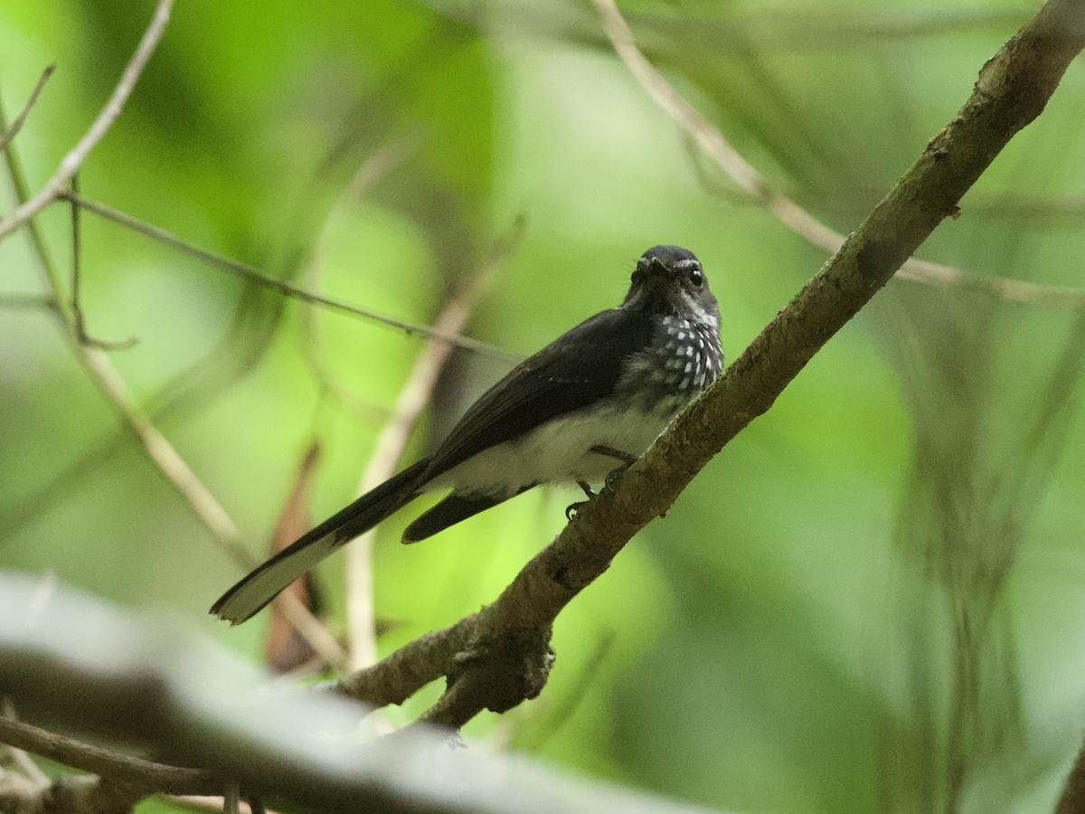 Spotted Fantail - Yingyod  Lapwong