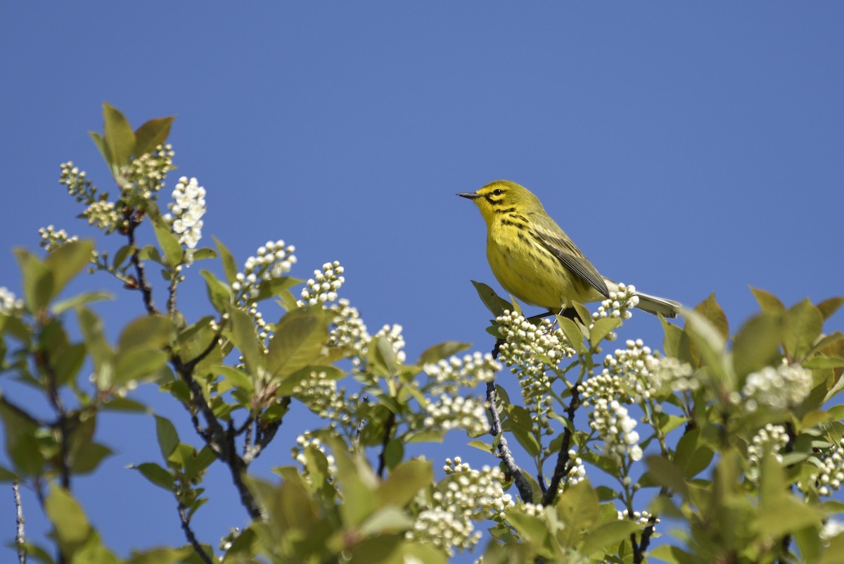 Prairie Warbler - Darren Dewitt