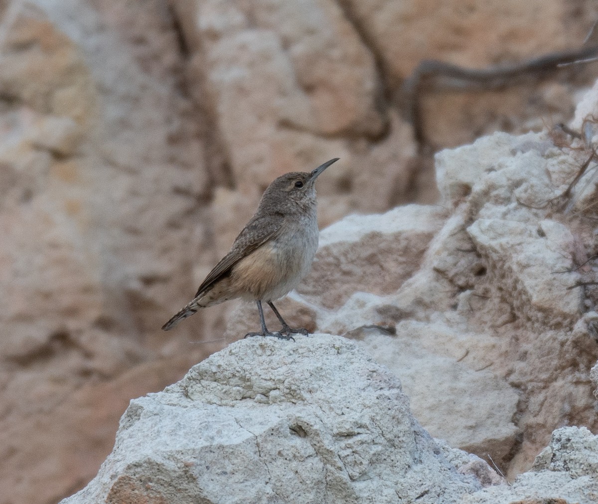 Rock Wren - Dennis Utterback