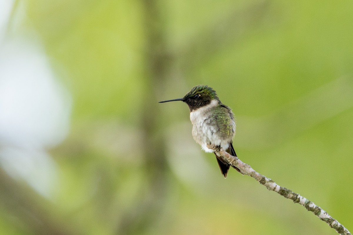 Ruby-throated Hummingbird - Ric mcarthur