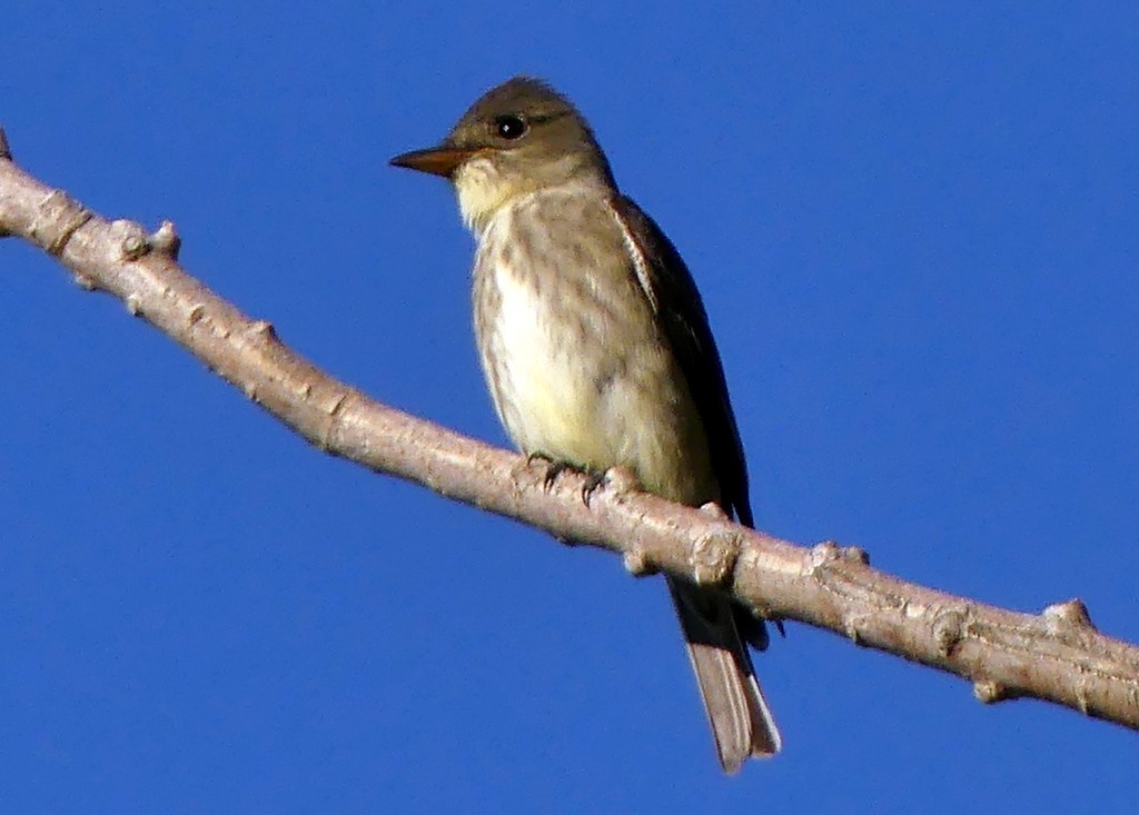 Olive-sided Flycatcher - Femi Faminu