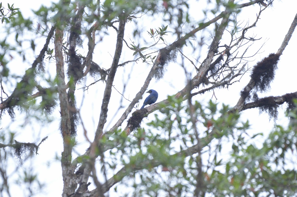 Black-collared Jay - Yersson Herrera