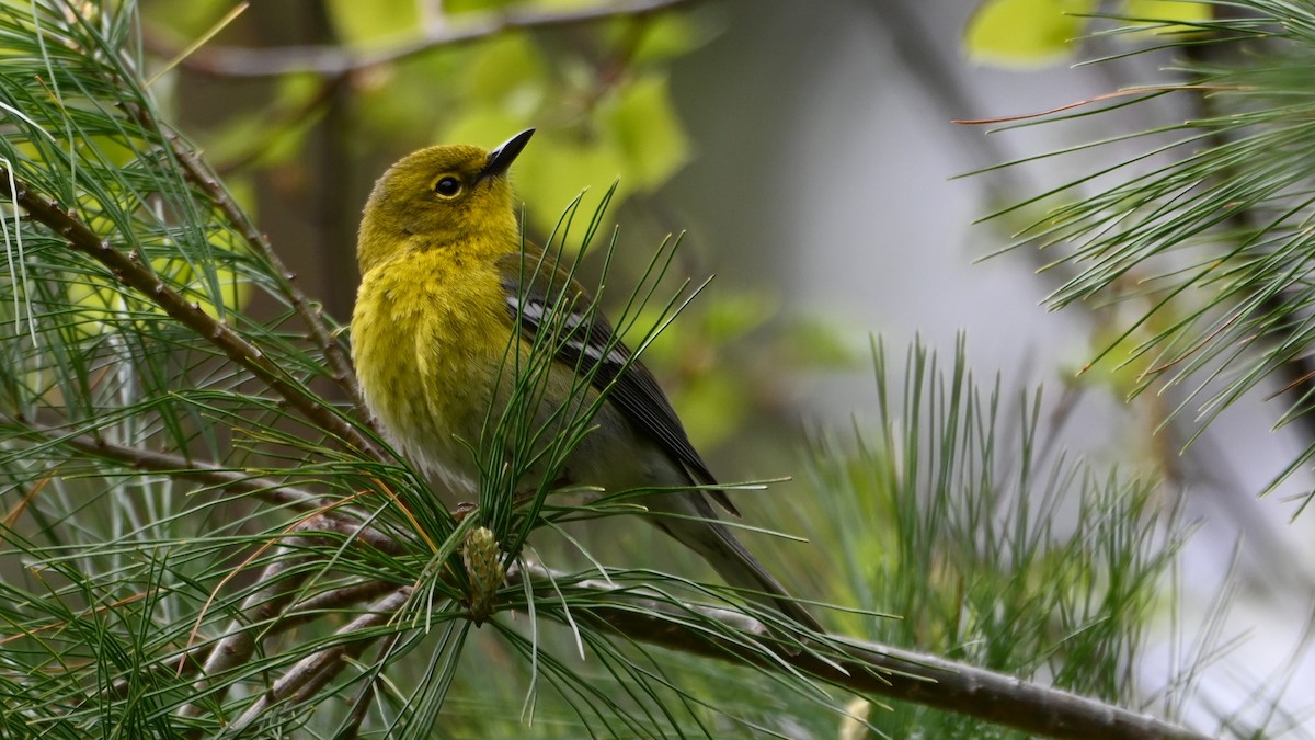 Pine Warbler - Henry Trombley