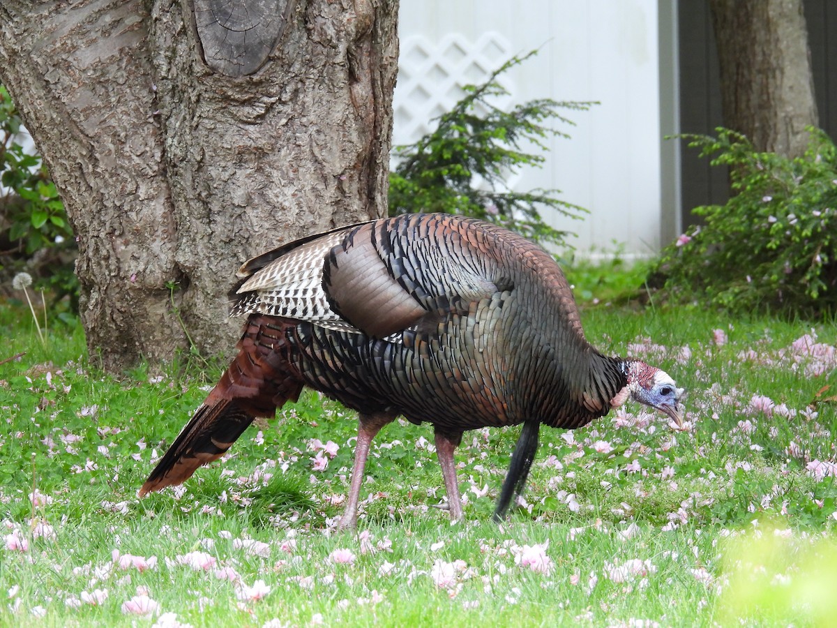 Wild Turkey - Jeff Fengler