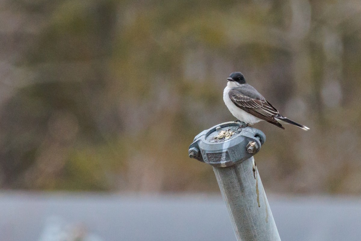 Eastern Kingbird - ML618928846