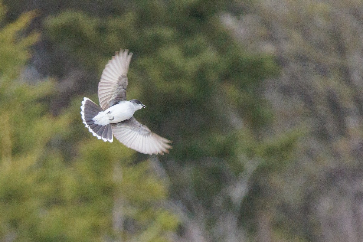 Eastern Kingbird - ML618928847