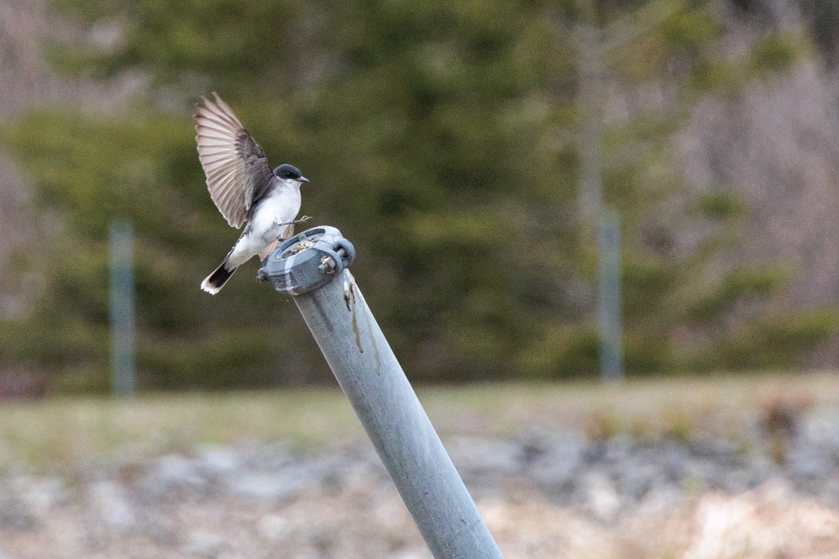 Eastern Kingbird - ML618928848