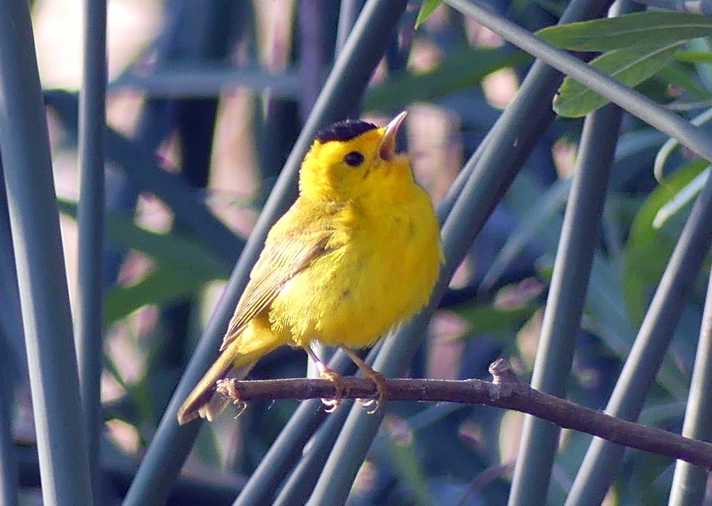 Wilson's Warbler - Femi Faminu