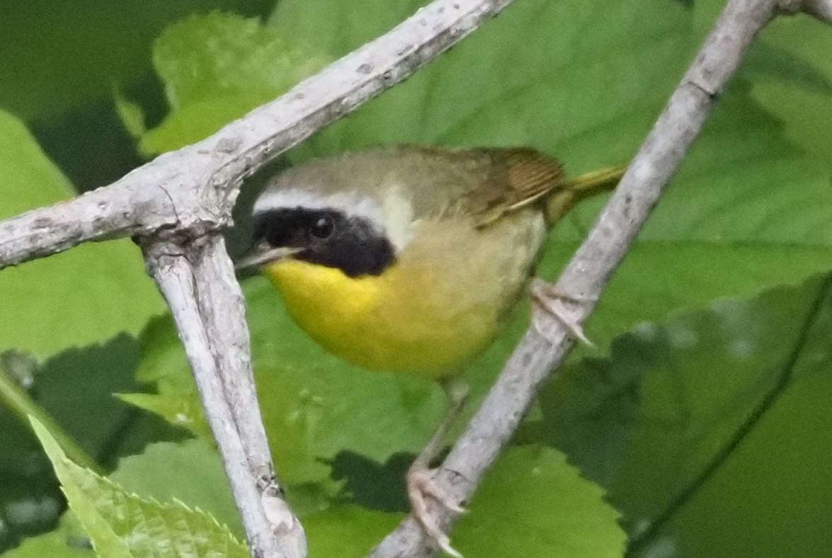 Common Yellowthroat - Susan Andres