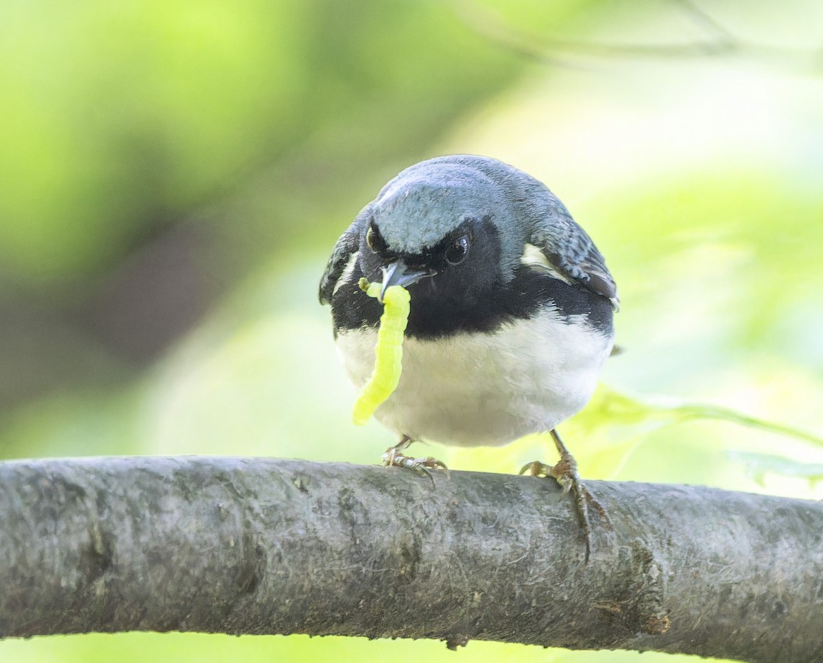 Black-throated Blue Warbler - ML618928857