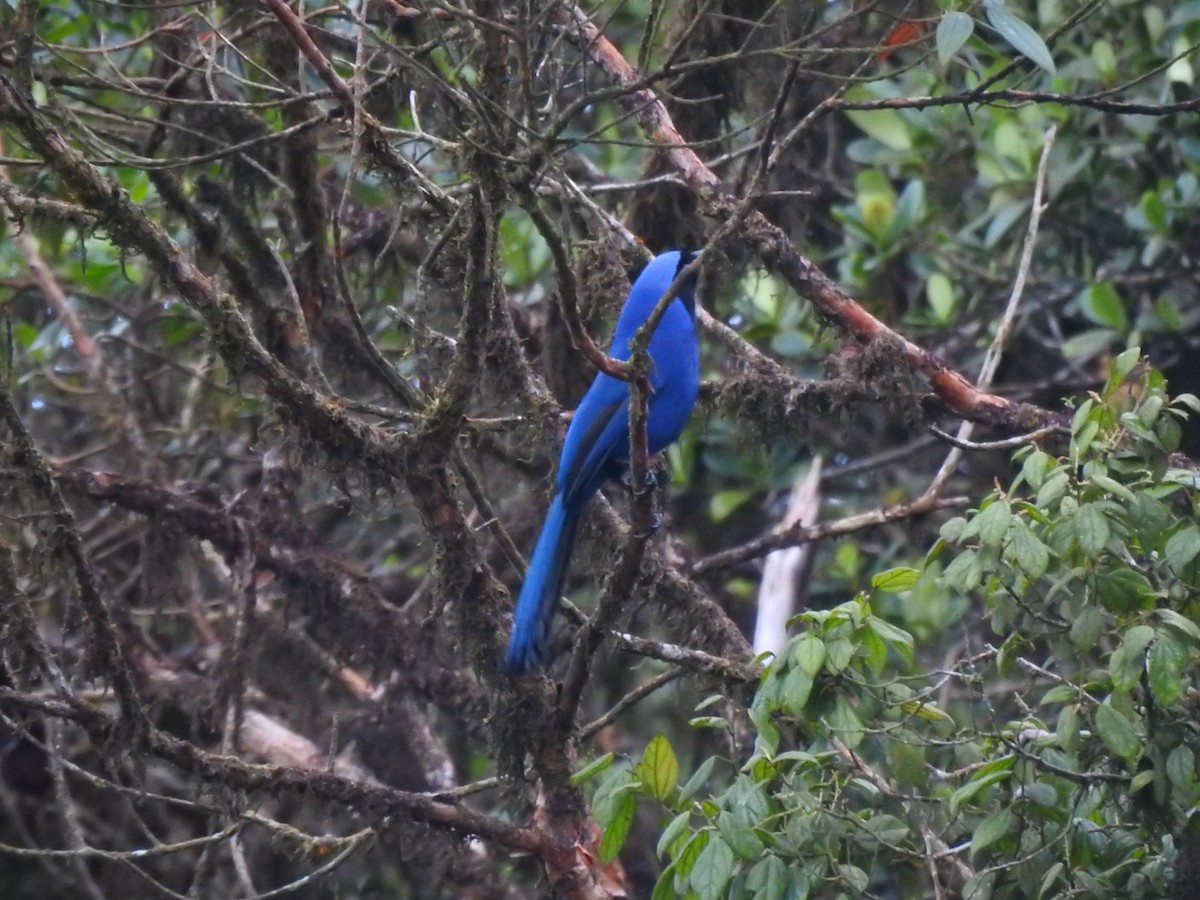 Black-collared Jay - Jose Cortes