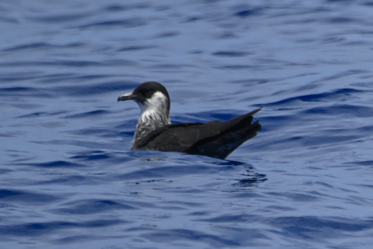 Pomarine Jaeger - Noah Khanti Steinberg