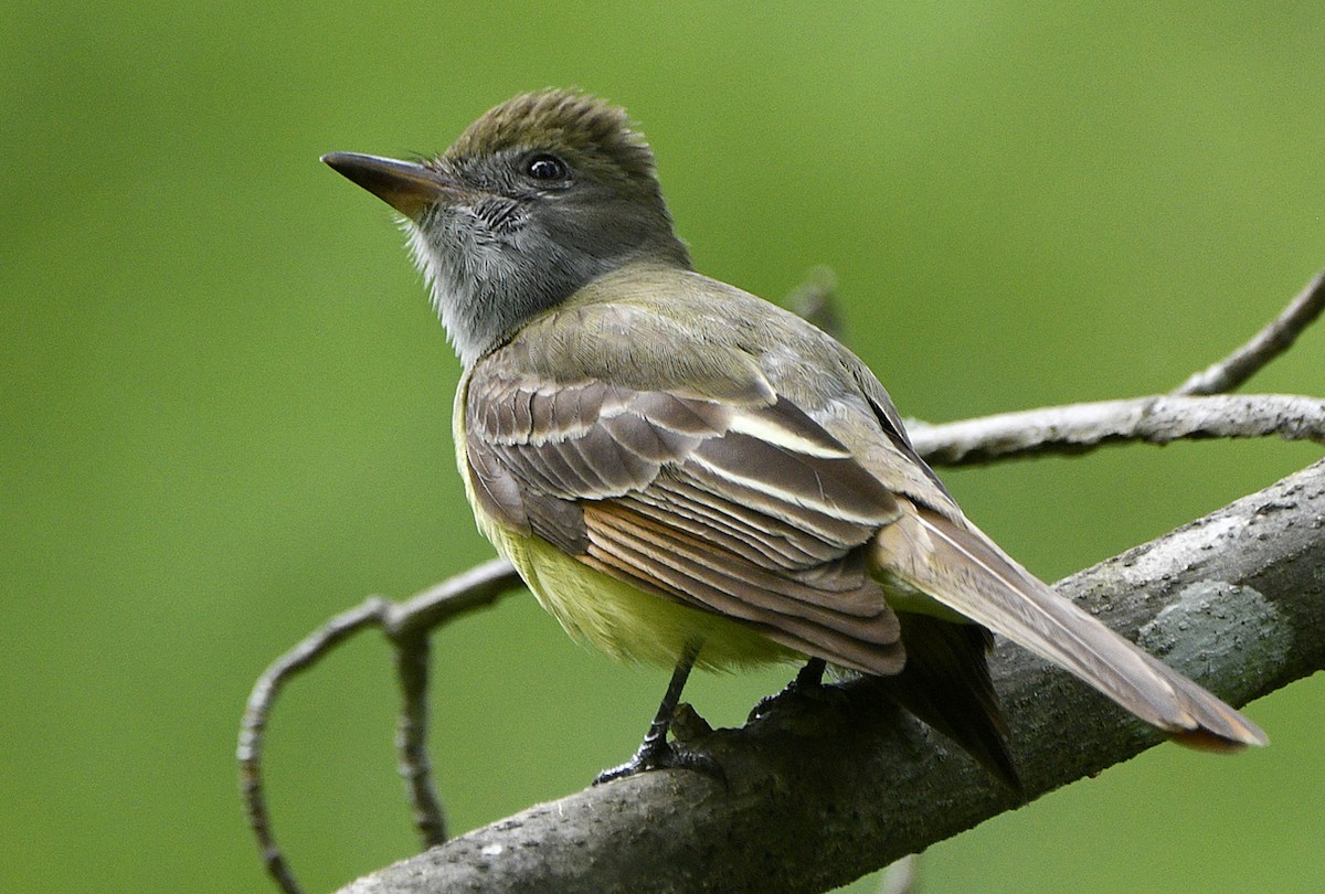 Great Crested Flycatcher - Igor Sokolov