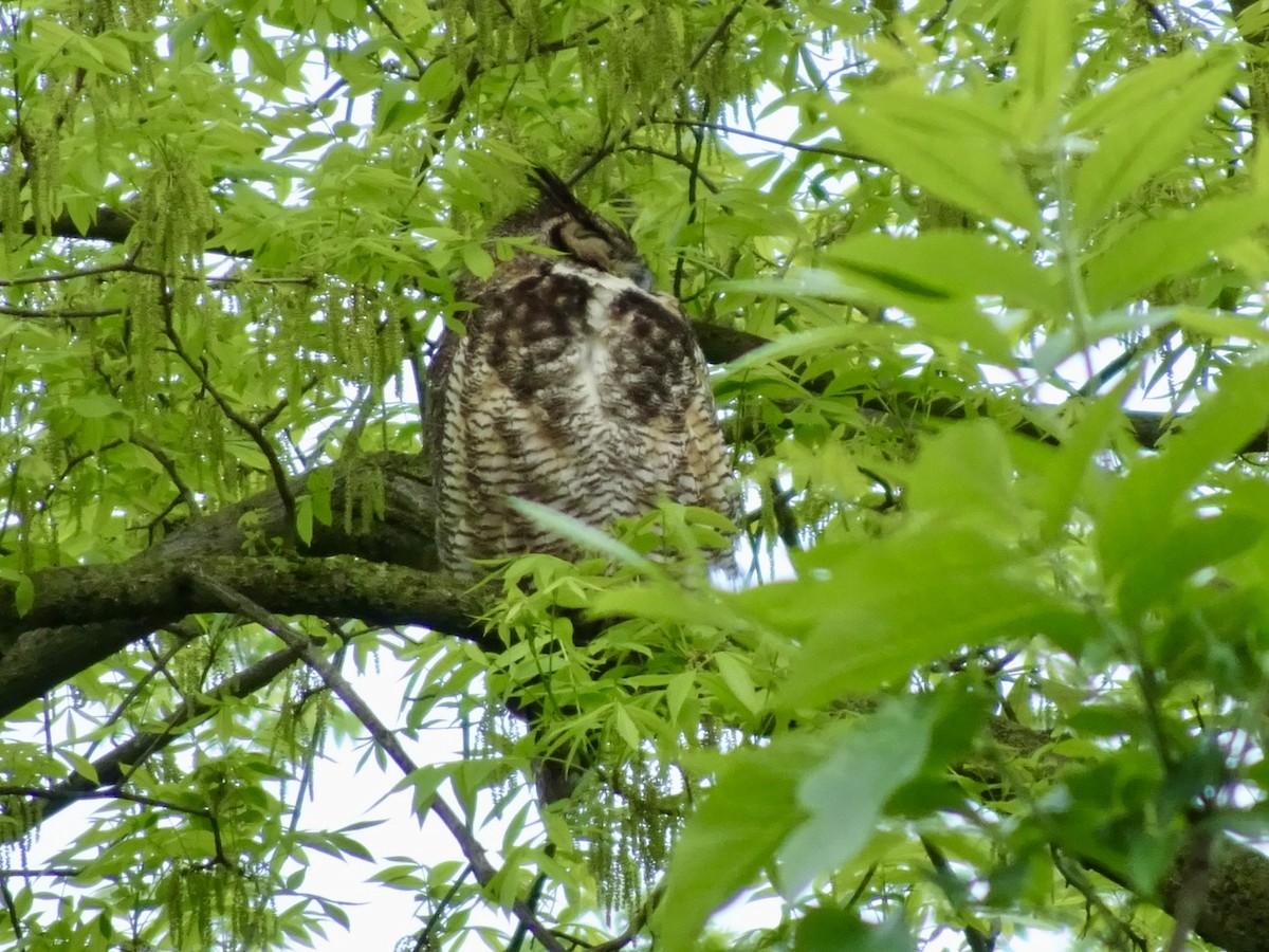 Great Horned Owl - ML618928878