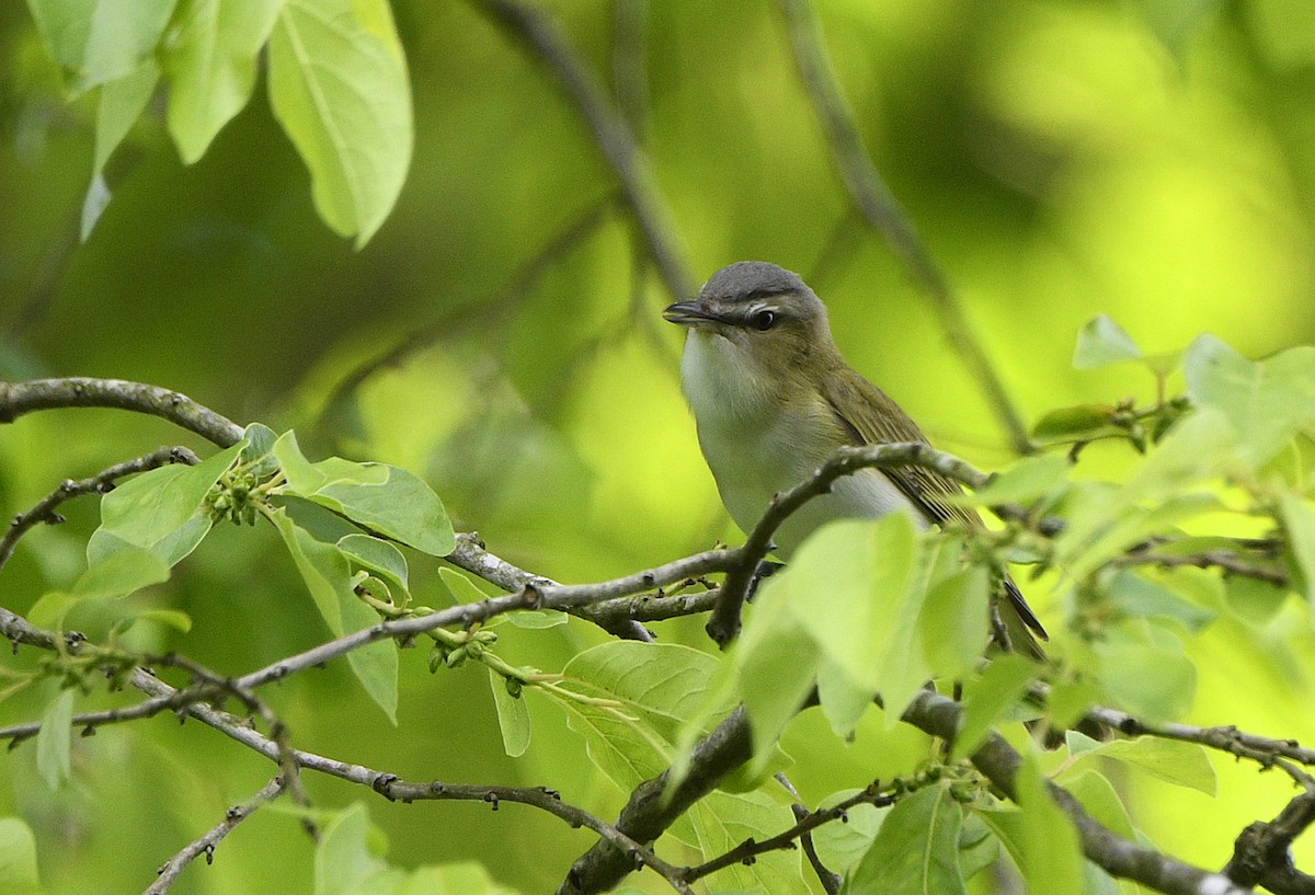 Red-eyed Vireo - Igor Sokolov