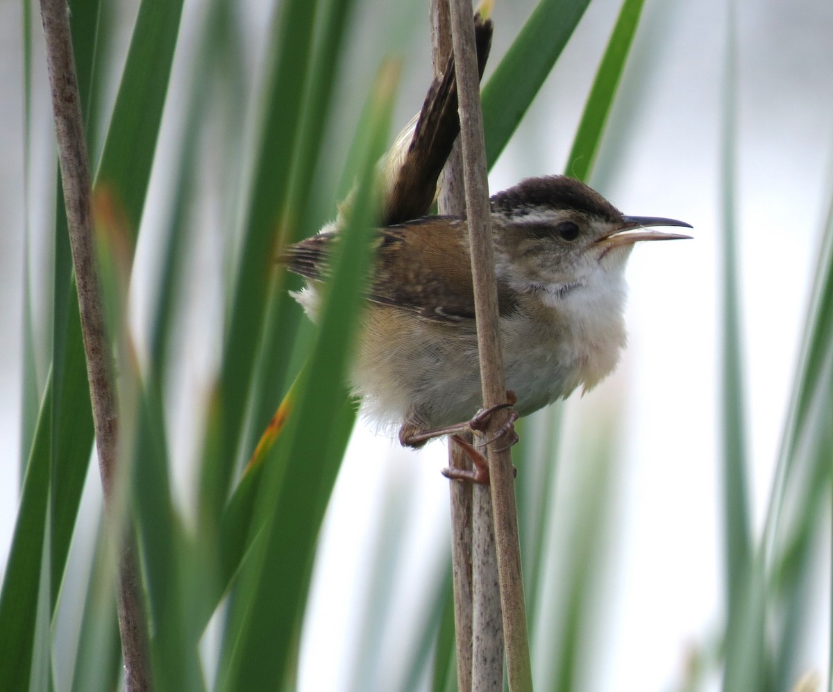 Marsh Wren - shelley seidman