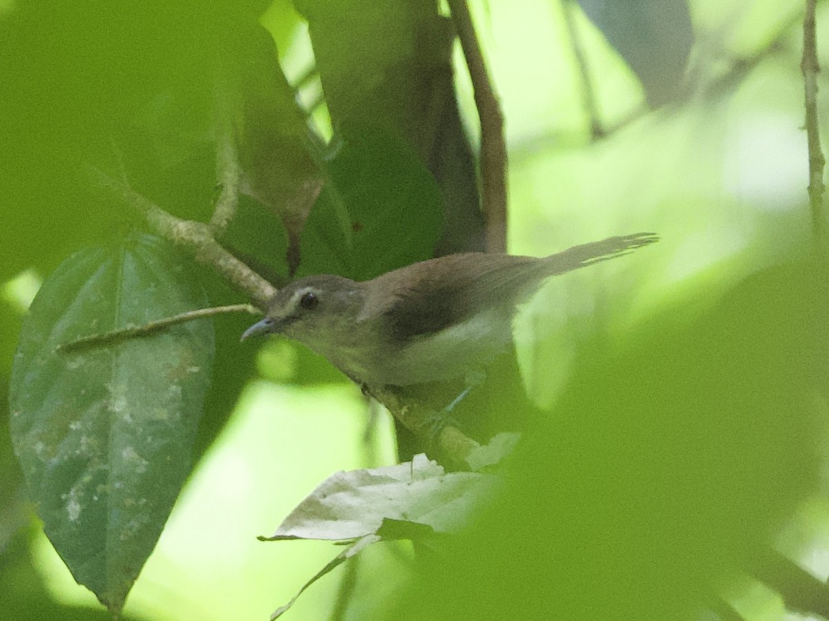 Sooty-capped Babbler - ML618928900