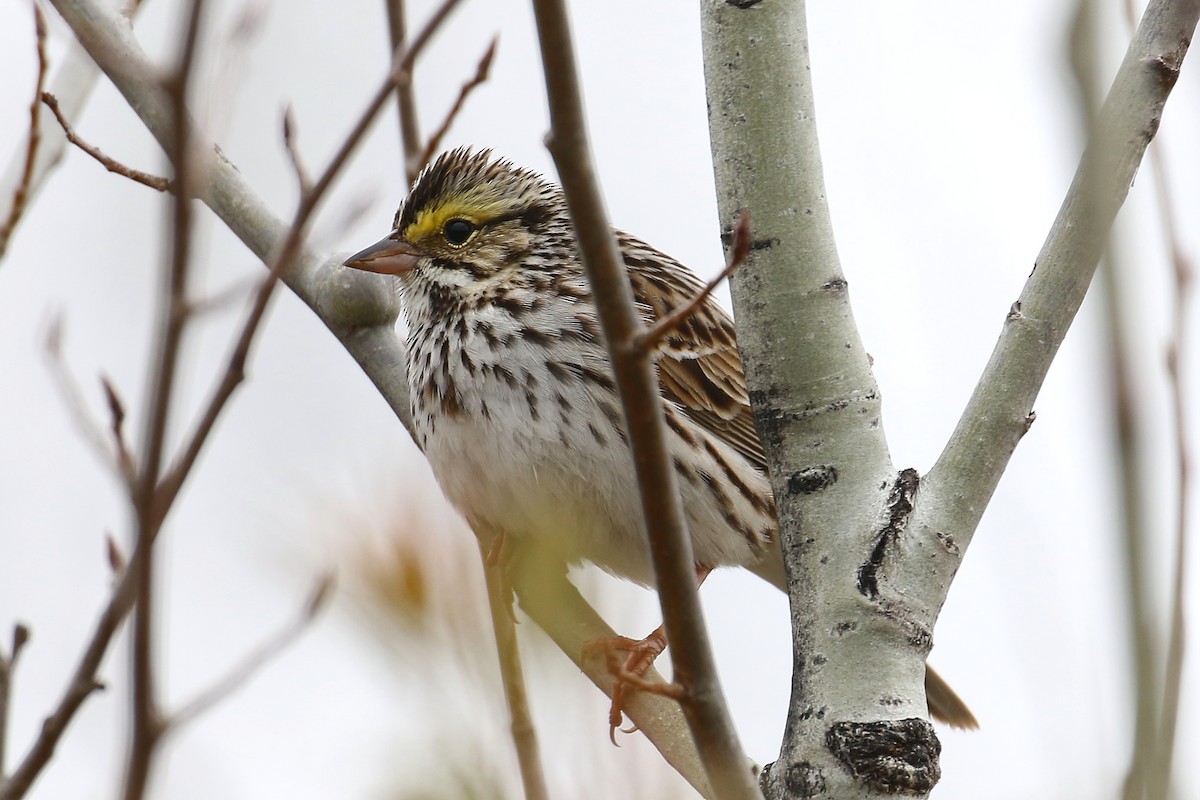 Savannah Sparrow - David Forsyth